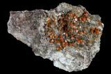 Red-Orange Bipyramidal Wulfenite Crystals - Melissa Mine, Arizona #118996-2